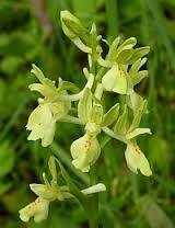 orchis provincialis